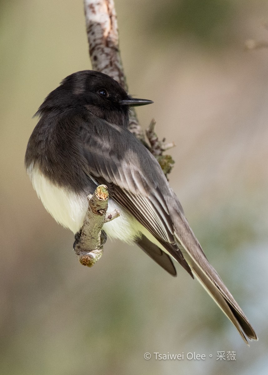 Black Phoebe - ML645432856