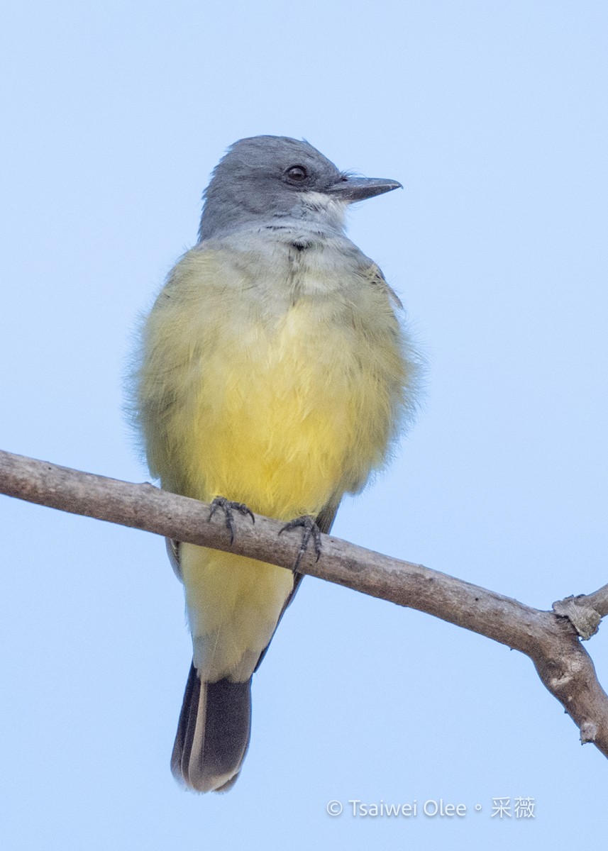 ハシボソタイランチョウ - ML645432862