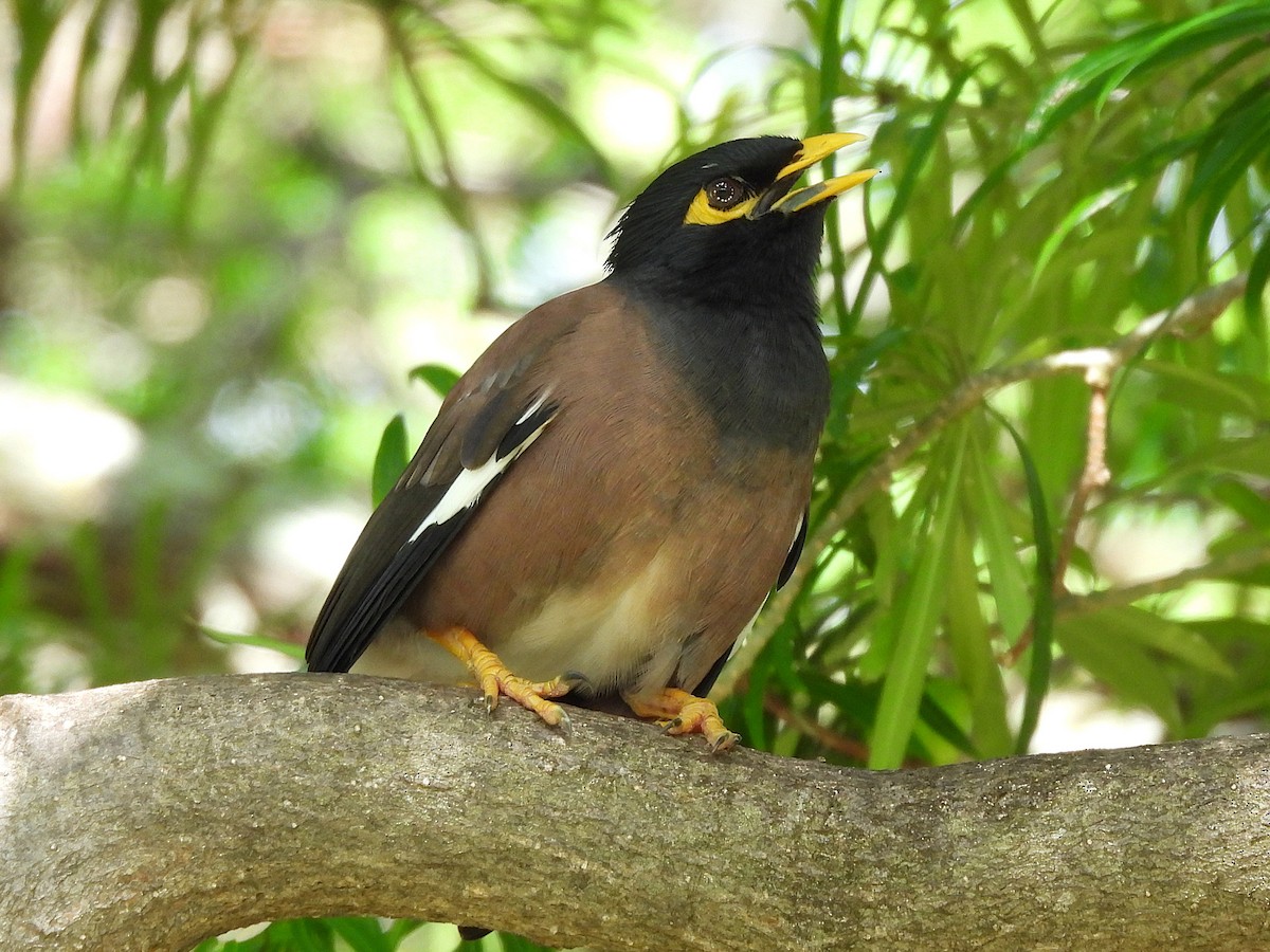 Hirtenmaina - ML645432864