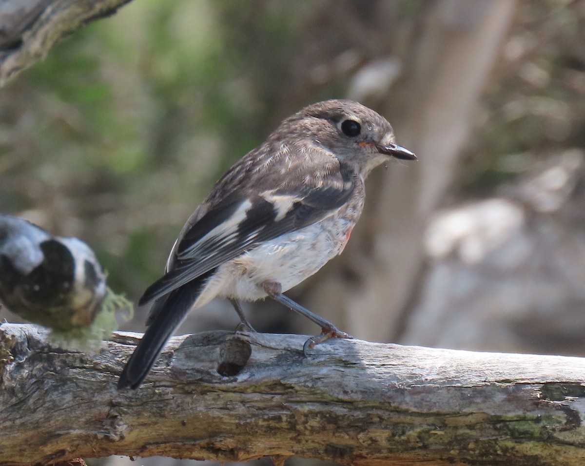 Australscharlachschnäpper (campbelli) - ML645432866