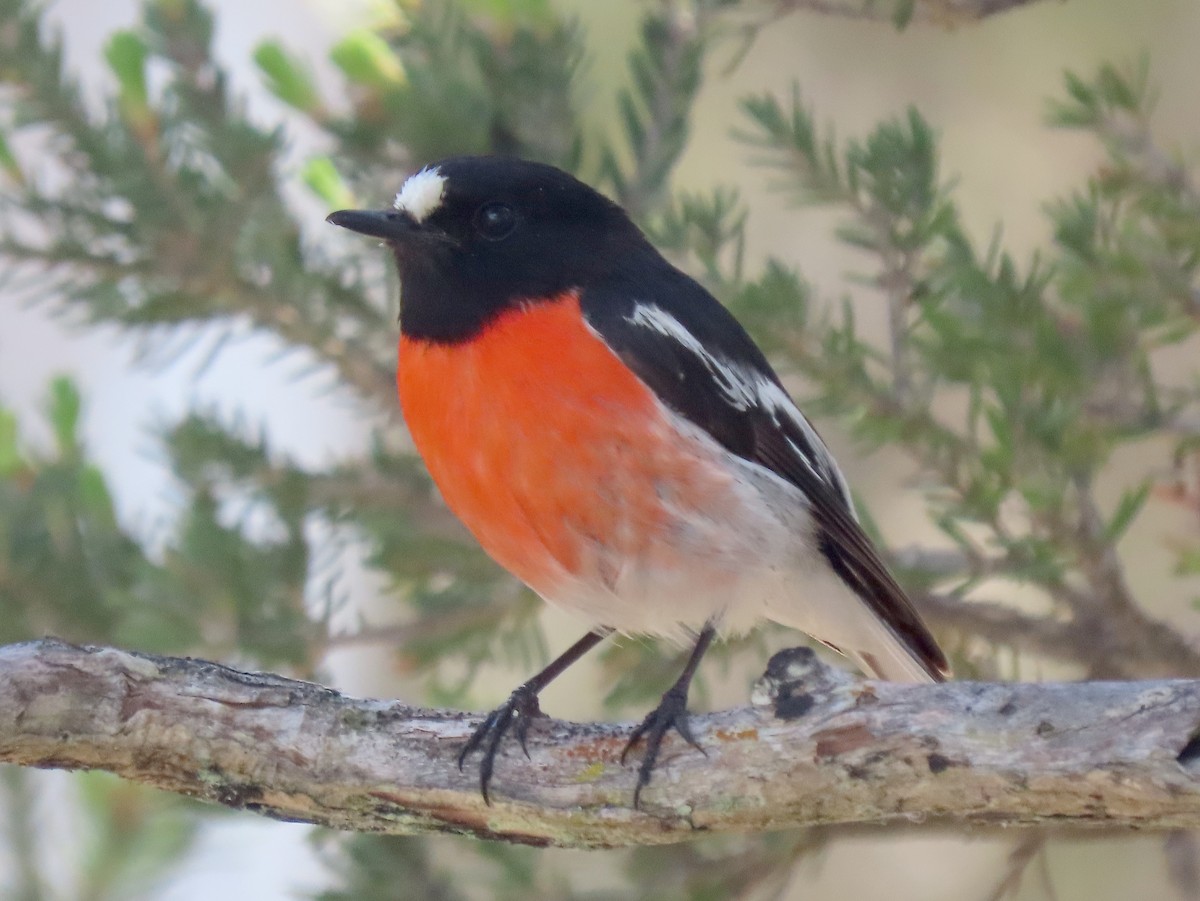 Australscharlachschnäpper (campbelli) - ML645432867