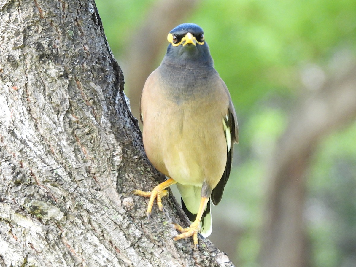 Hirtenmaina - ML645432868