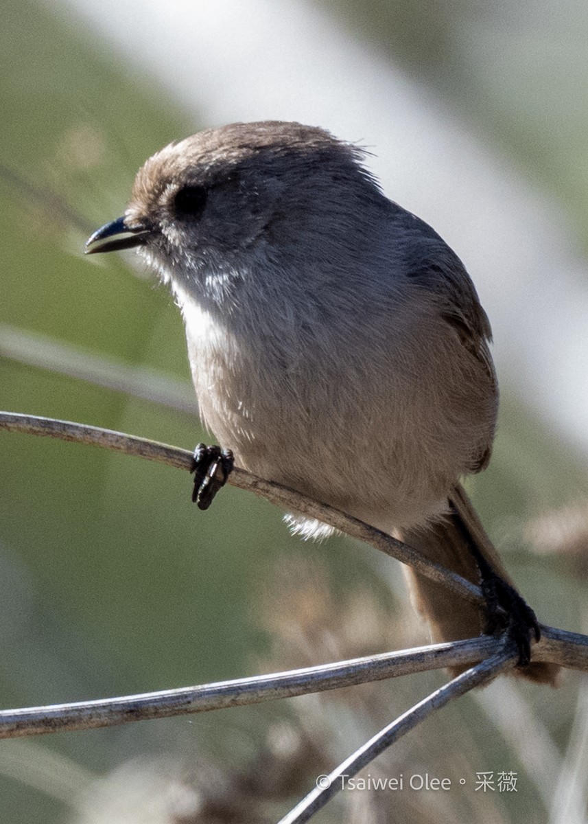 Buschschwanzmeise - ML645432869