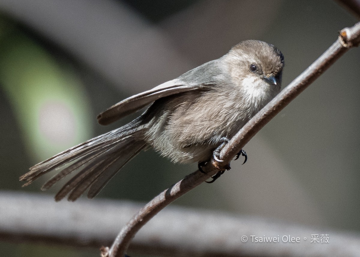 Buschschwanzmeise - ML645432870