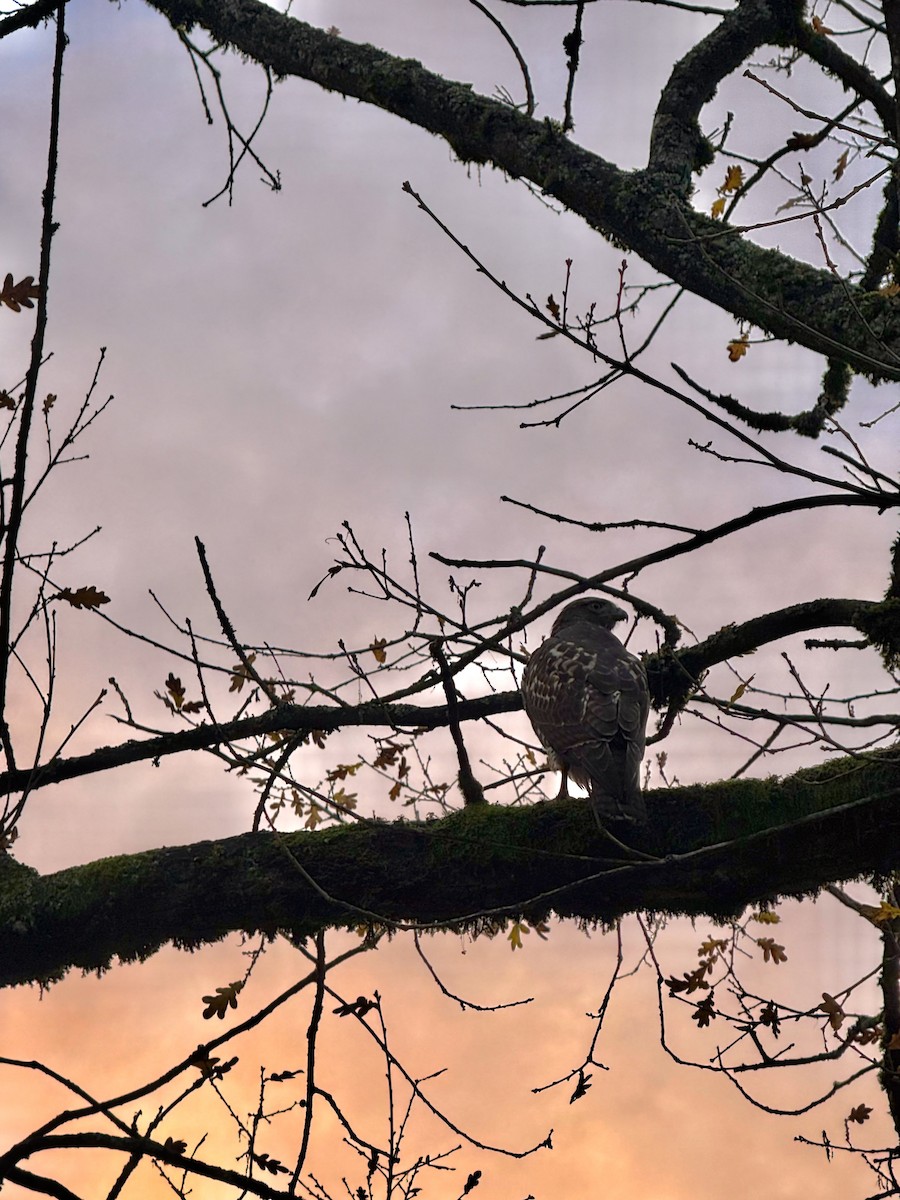 Rotschwanzbussard - ML645432872