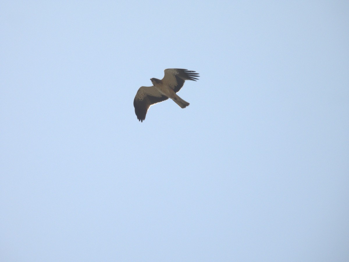 Zwergadler - ML645432874