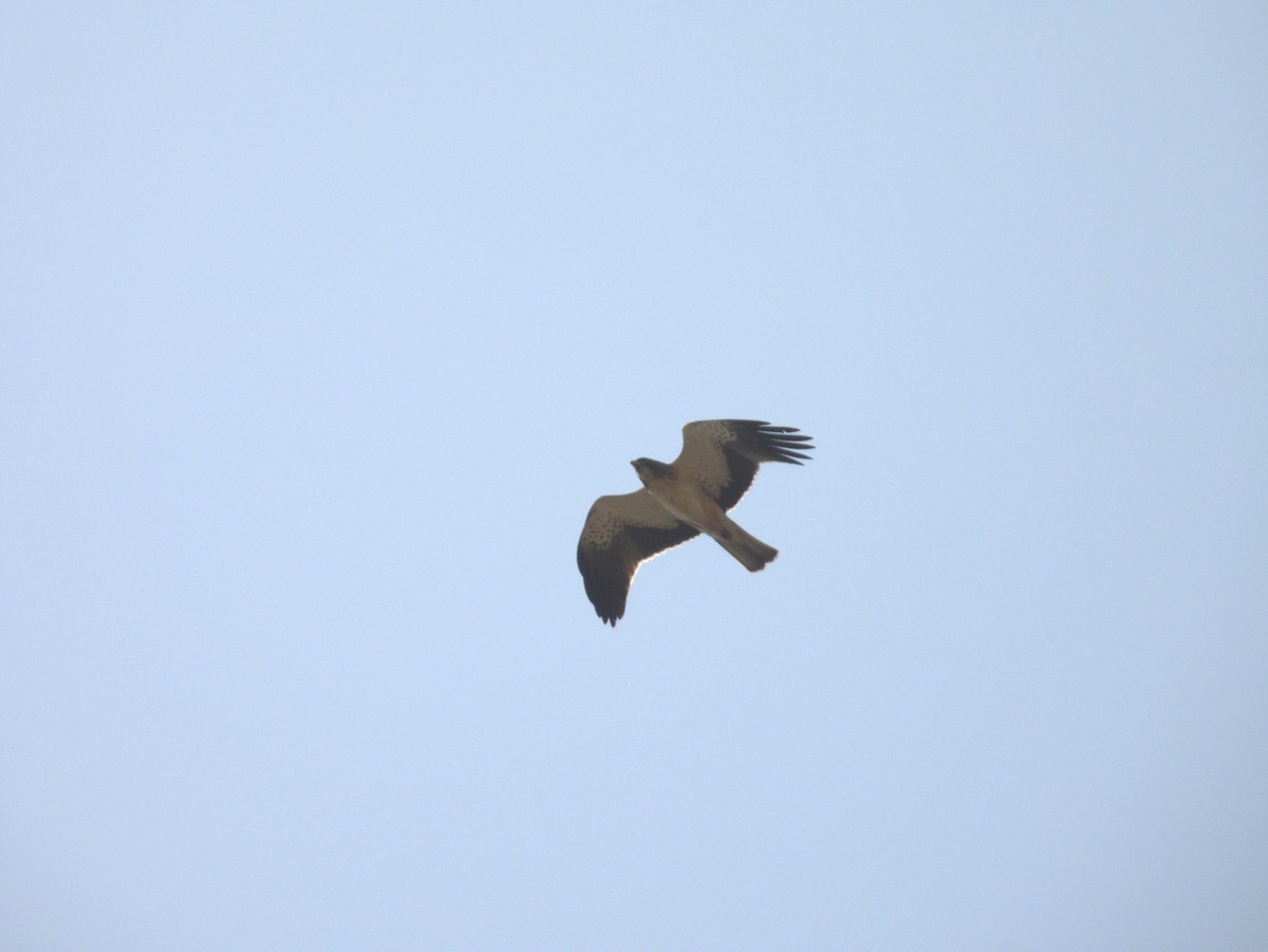 Zwergadler - ML645432875