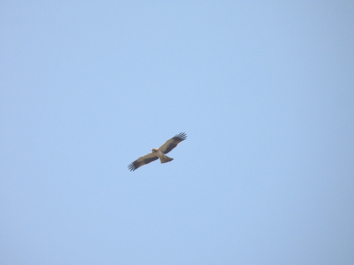 Zwergadler - ML645432876