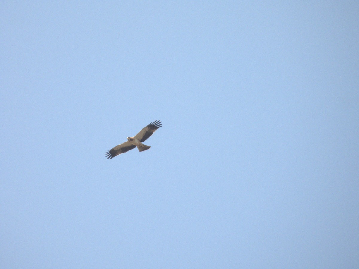 Zwergadler - ML645432877