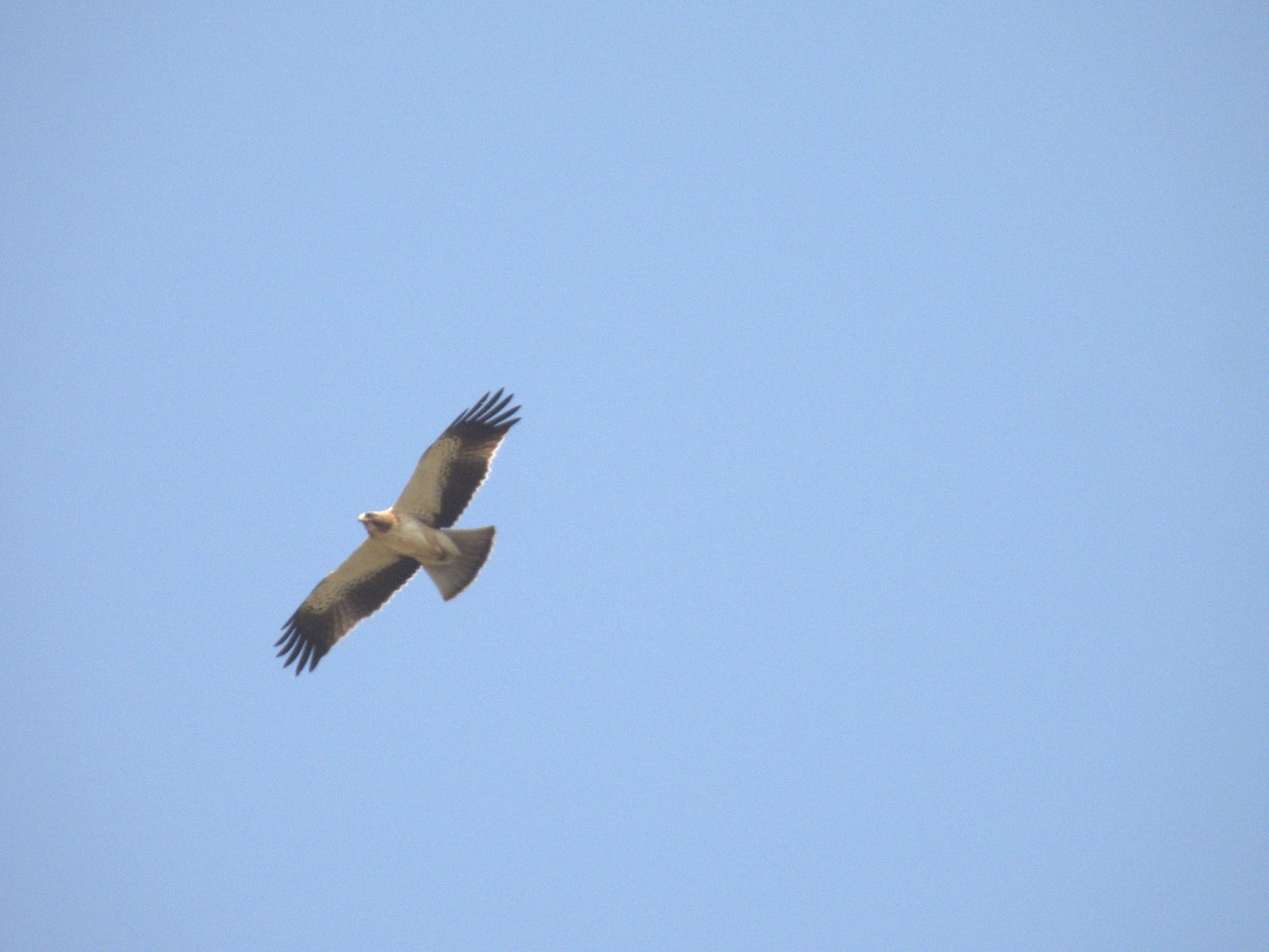 Zwergadler - ML645432878