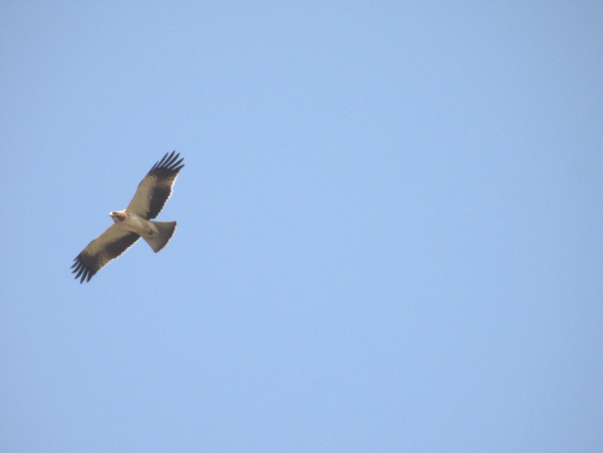 Zwergadler - ML645432879