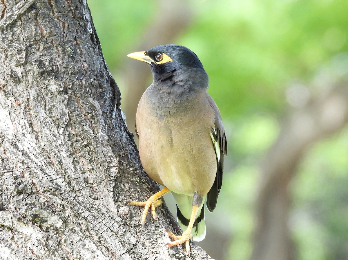 Hirtenmaina - ML645432880