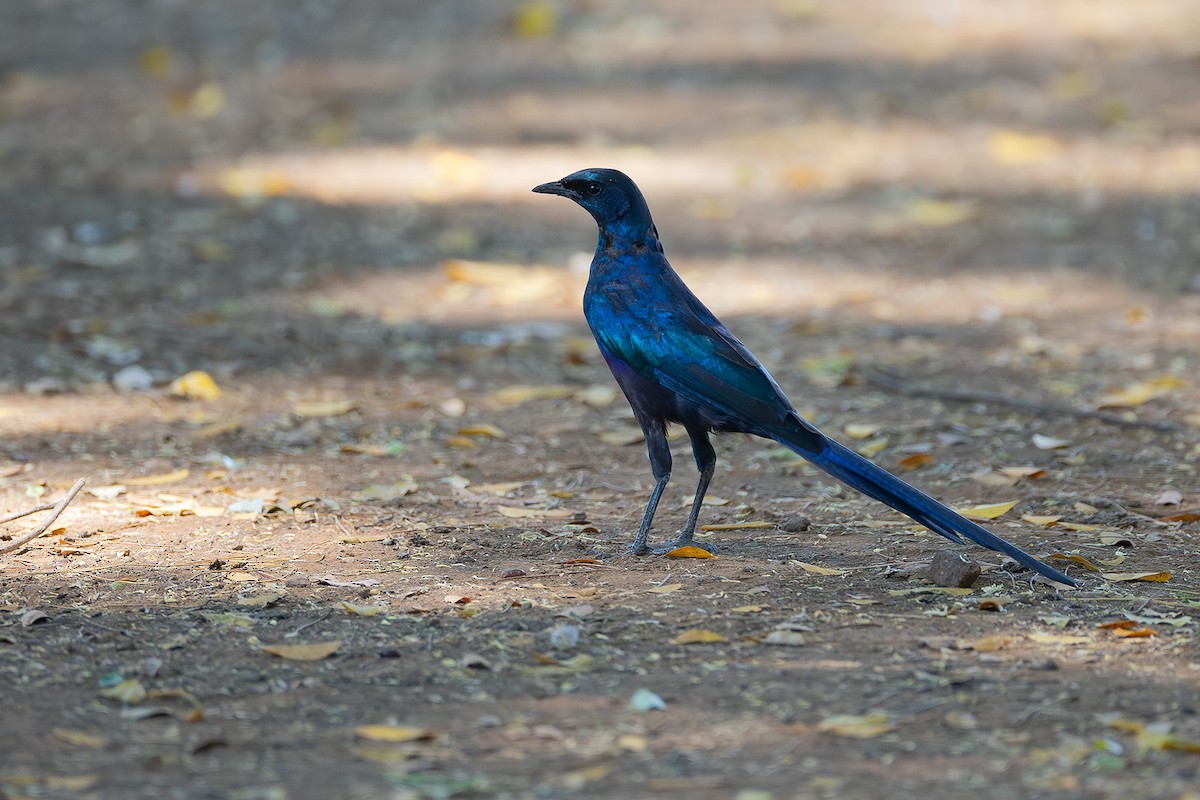 Mevesglanzstar - ML645432881