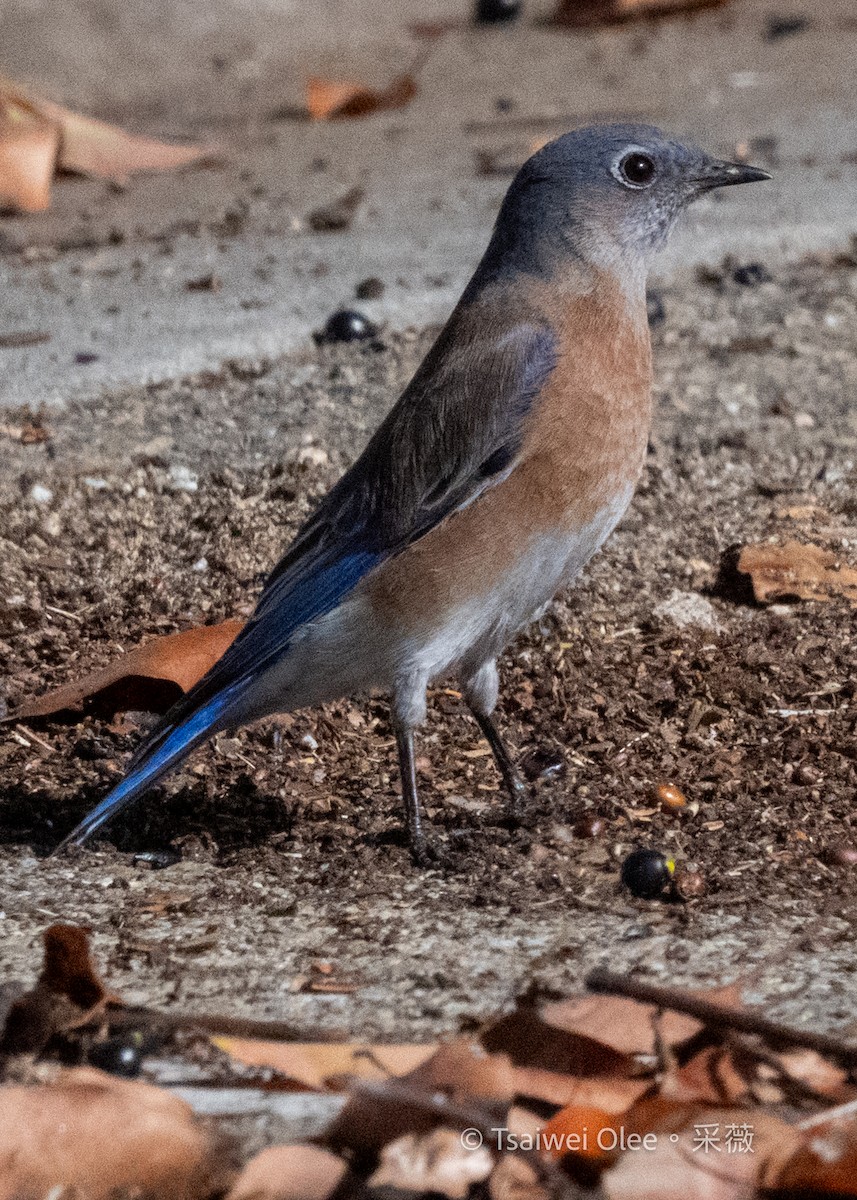 Blaukehl-Hüttensänger - ML645432882