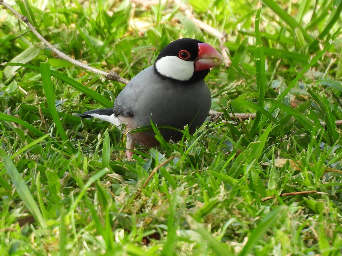 Reisamadine - ML645432887