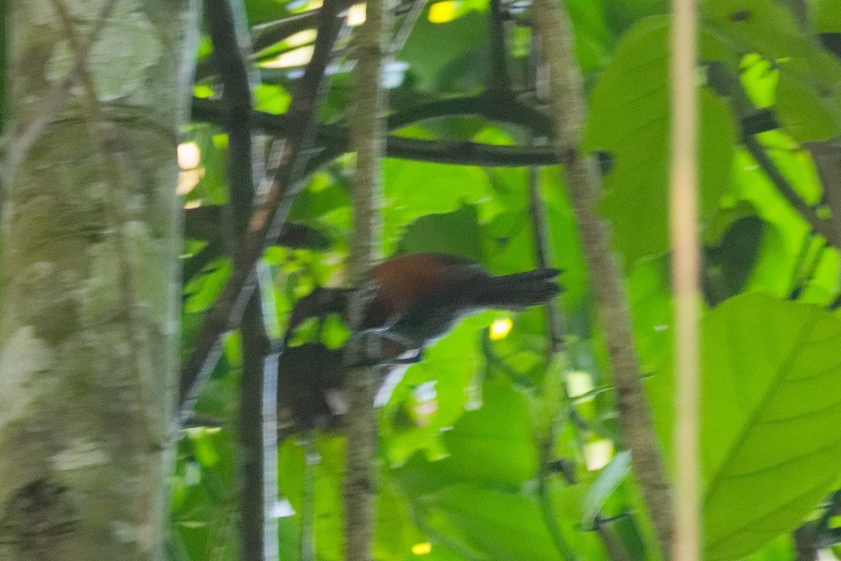 Uferzaunkönig - ML645432888