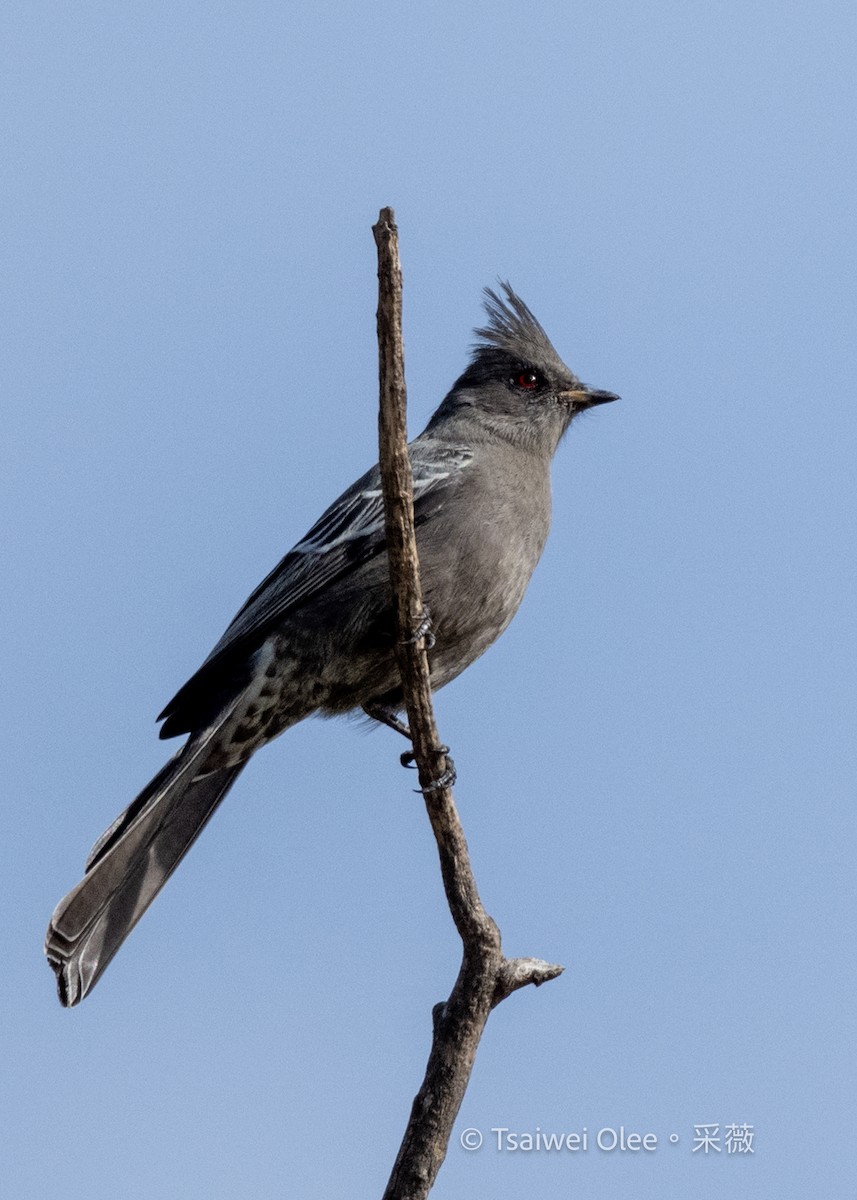 Trauerseidenschnäpper - ML645432889