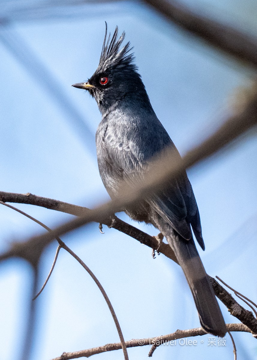 Trauerseidenschnäpper - ML645432890