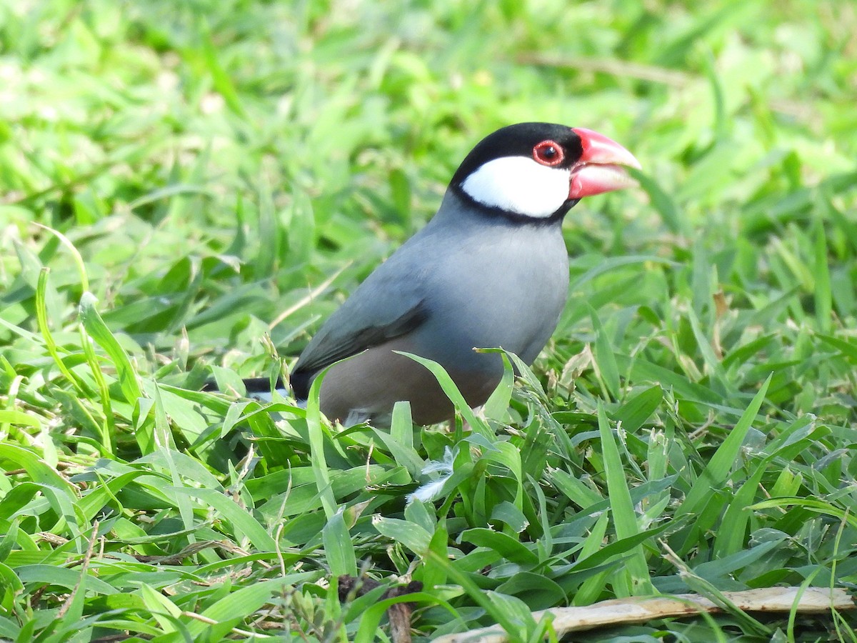 Reisamadine - ML645432892