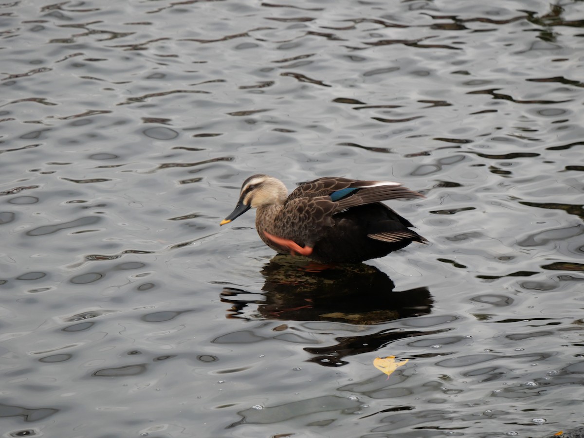 China-Fleckschnabelente - ML645432895