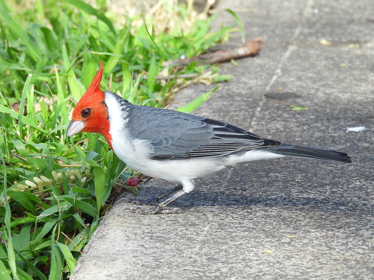 Rotschopftangare - ML645432897