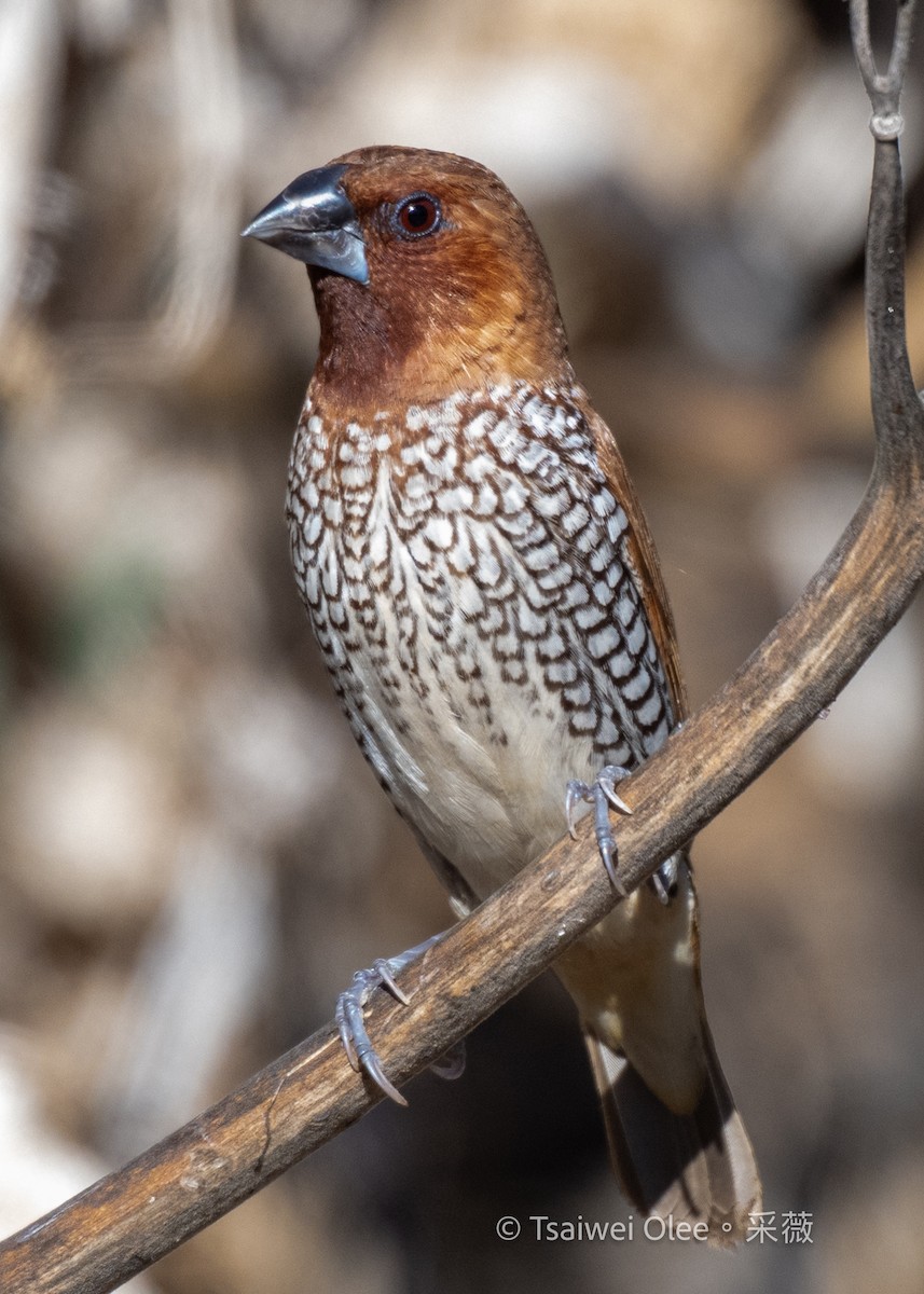 Muskatbronzemännchen - ML645432898