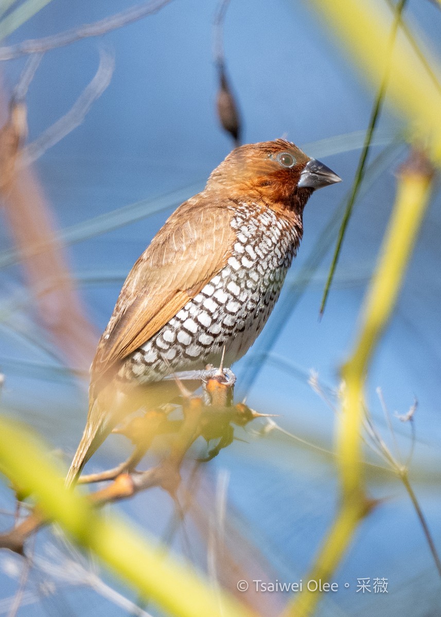 Muskatbronzemännchen - ML645432899