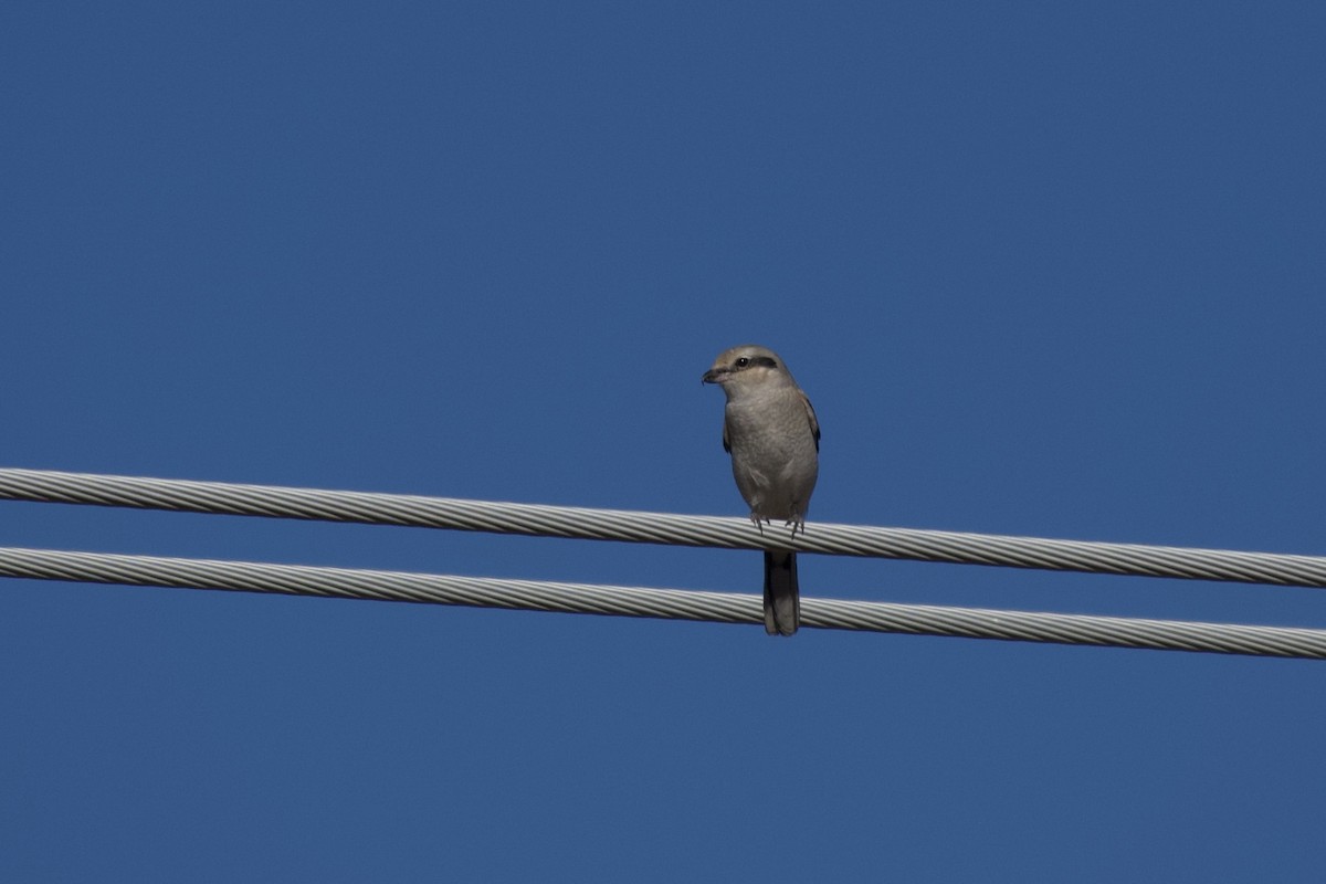 ťuhýk severní - ML645432917