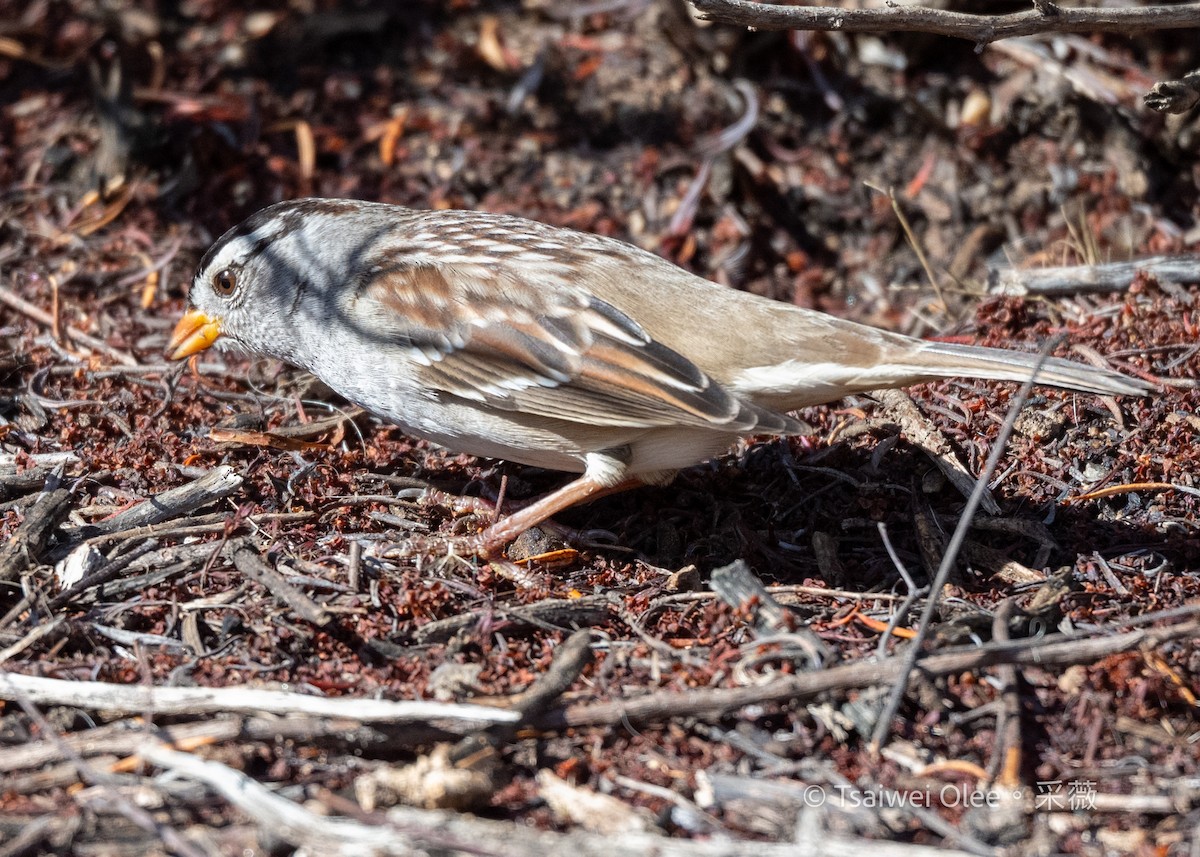 strnadec bělopásý - ML645432925