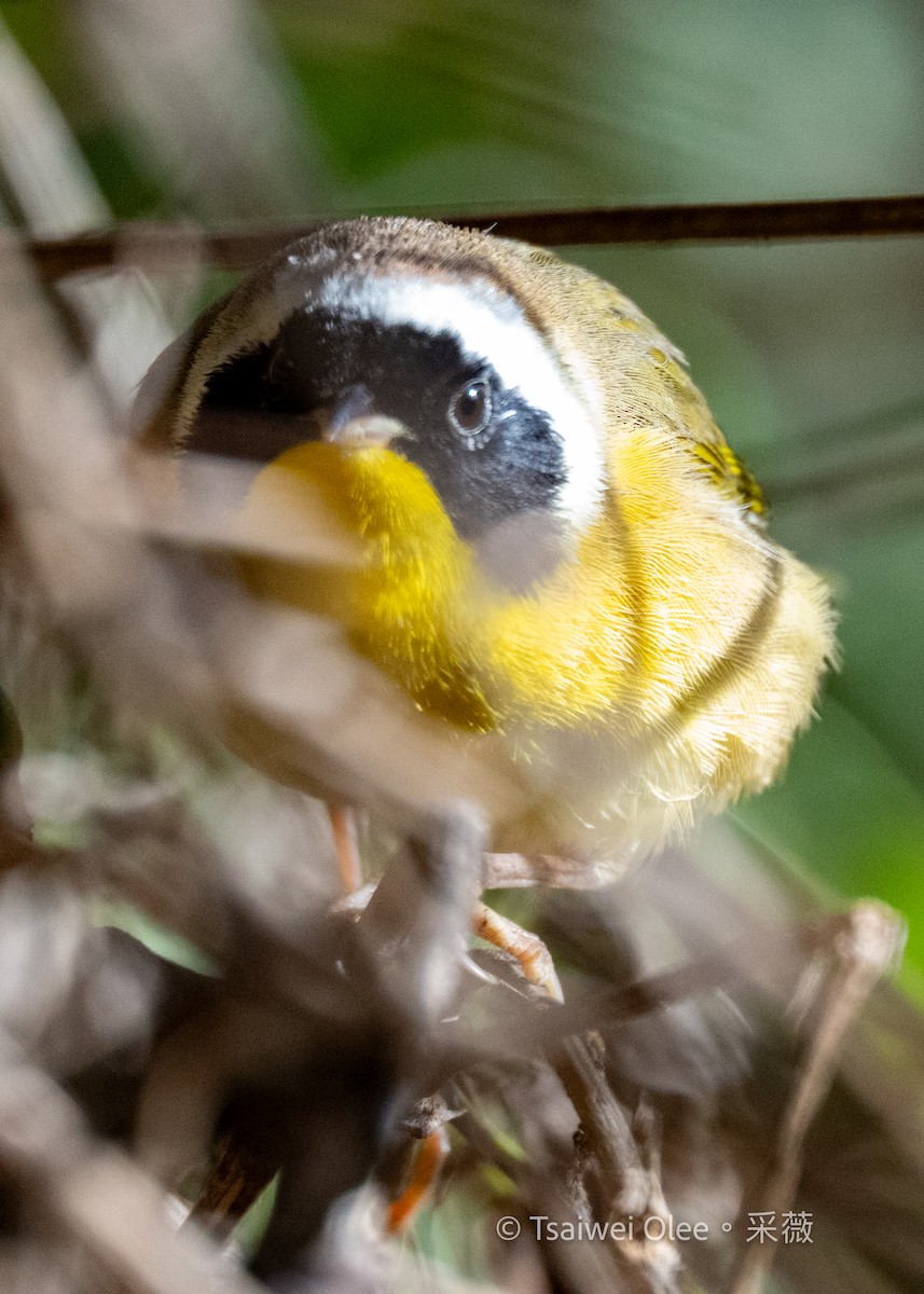 Common Yellowthroat - ML645432950