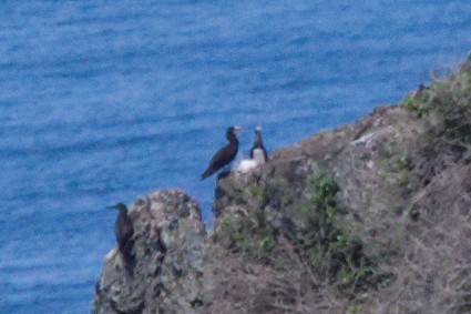 Cocos Booby - ML645432953