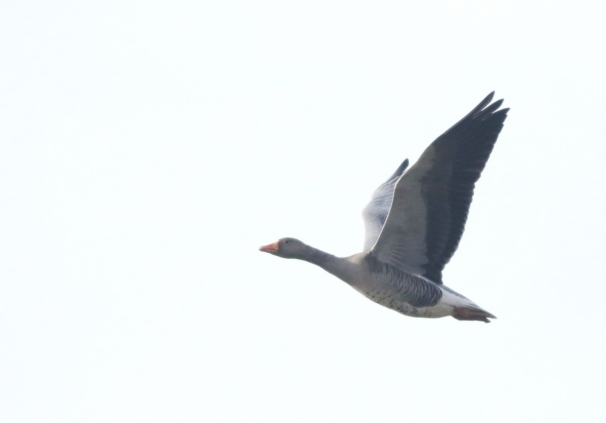 Oca selvatica - ML645432955