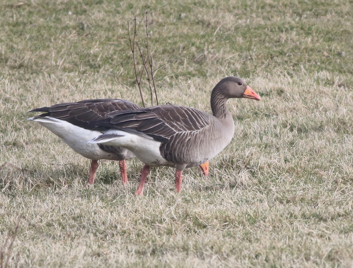 Oca selvatica - ML645432956