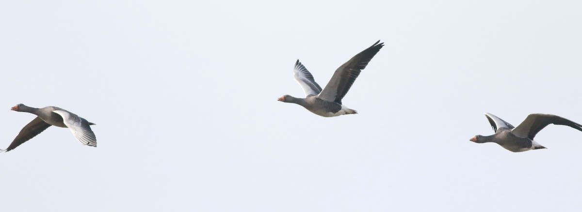 Oca selvatica - ML645432957