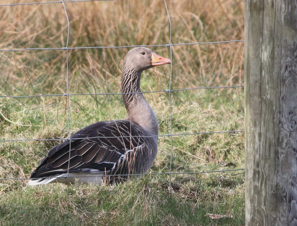 Oca selvatica - ML645432958