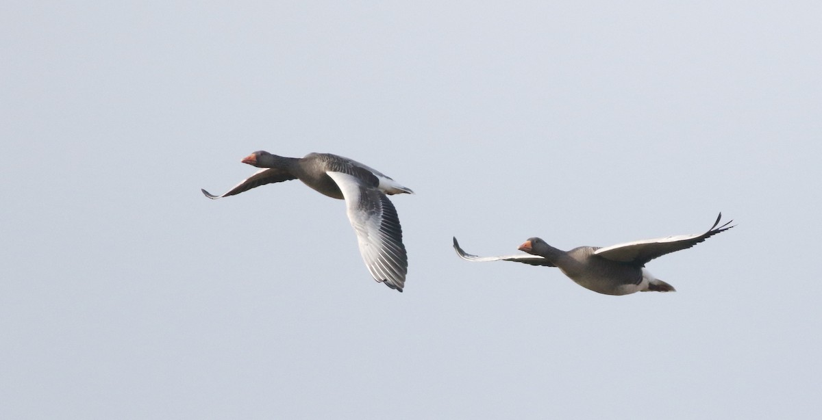 Oca selvatica - ML645432959