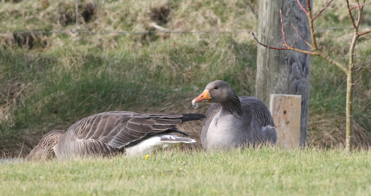 Oca selvatica - ML645432960