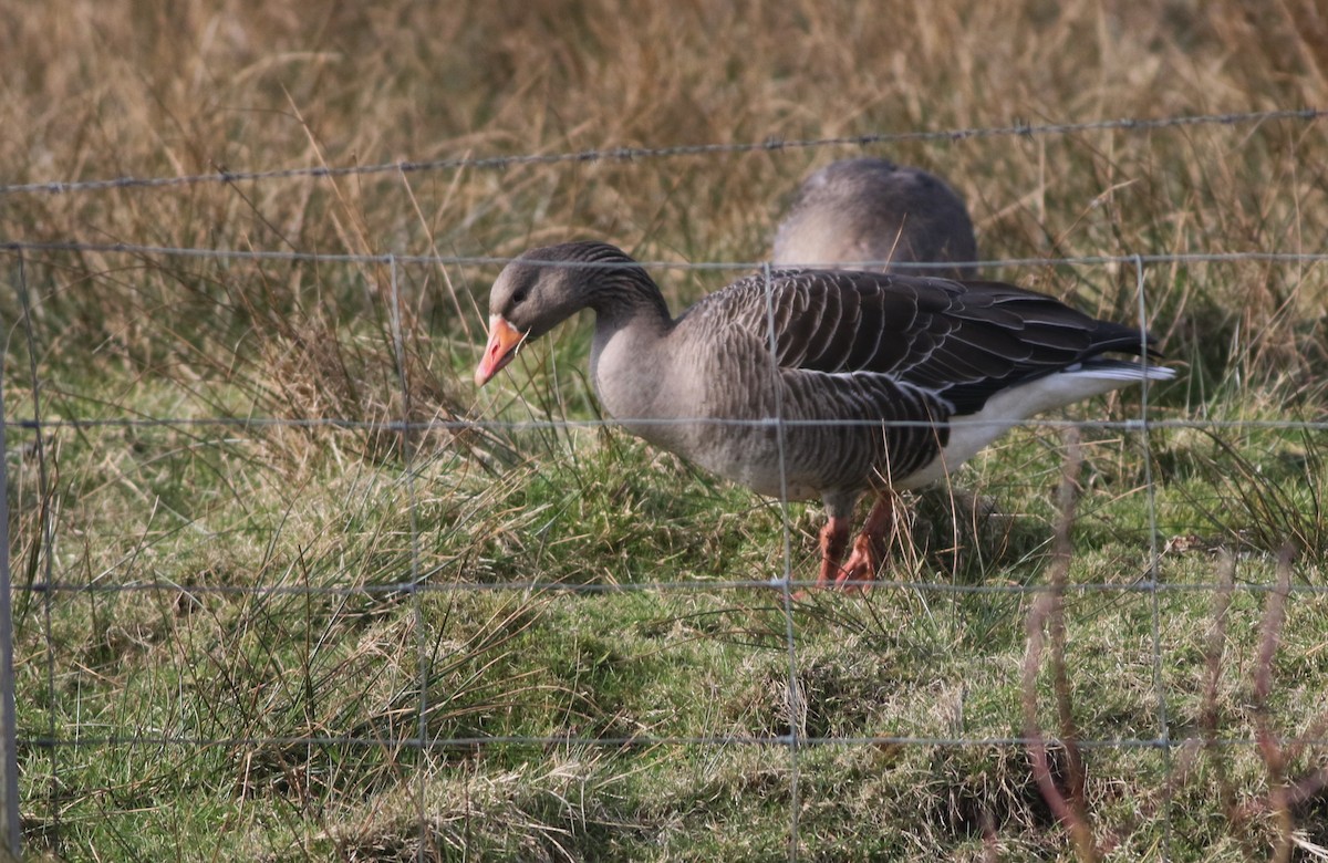 Oca selvatica - ML645432961