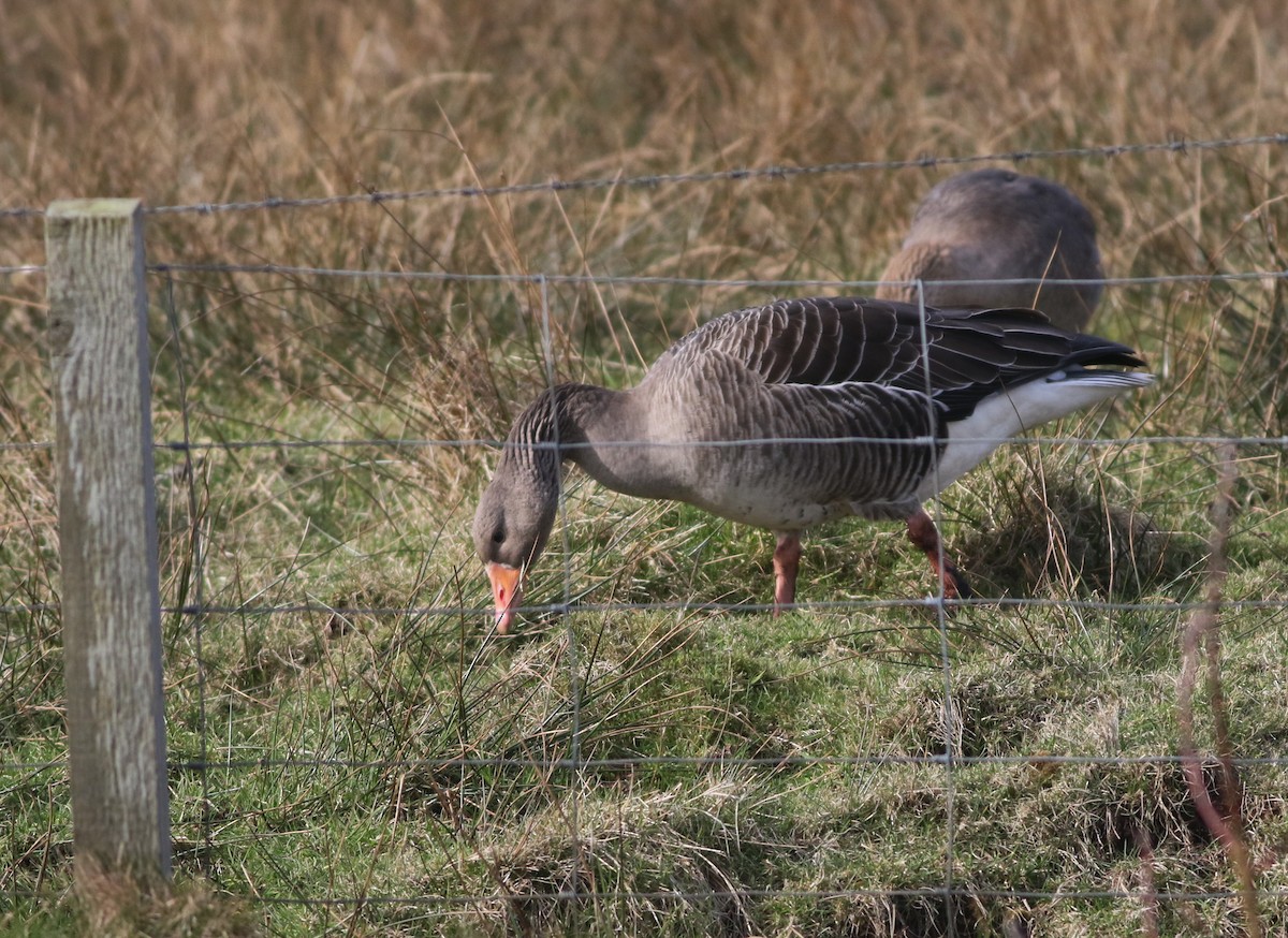 Oca selvatica - ML645432962