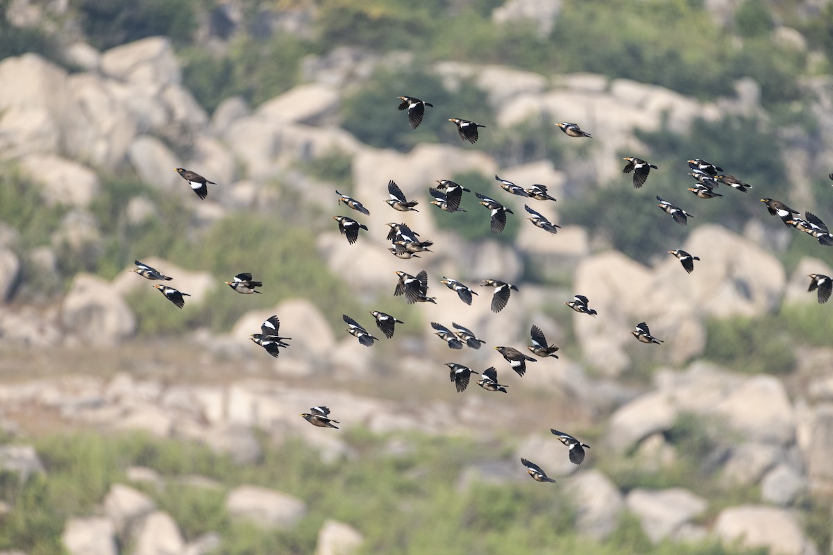 印度鵲椋鳥 - ML645432967