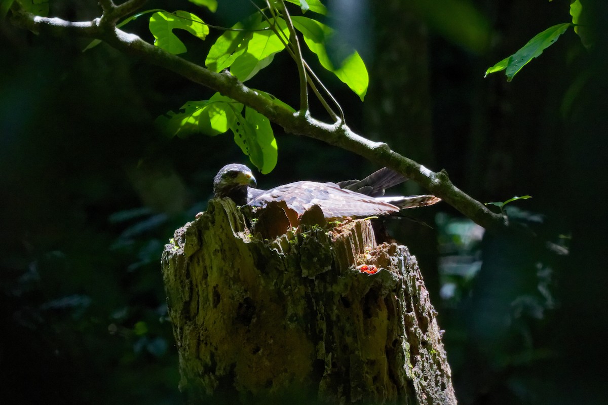 Common Black Hawk - ML645432973