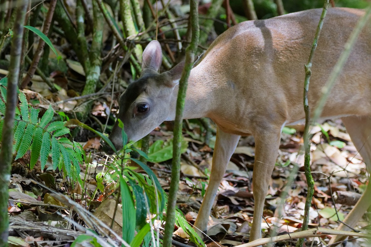 Cervo coda bianca - ML645432983