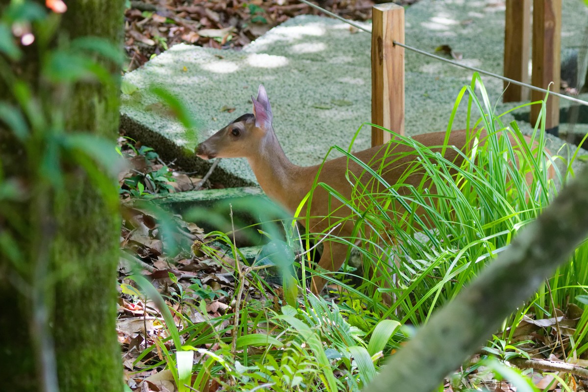 Cervo coda bianca - ML645432984