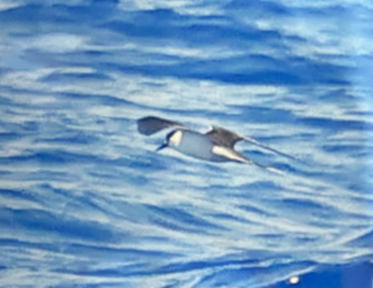 Bridled Tern - ML645432993