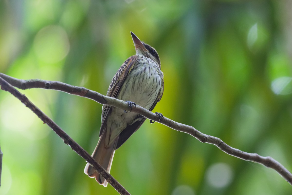 Streaked Flycatcher - ML645432994