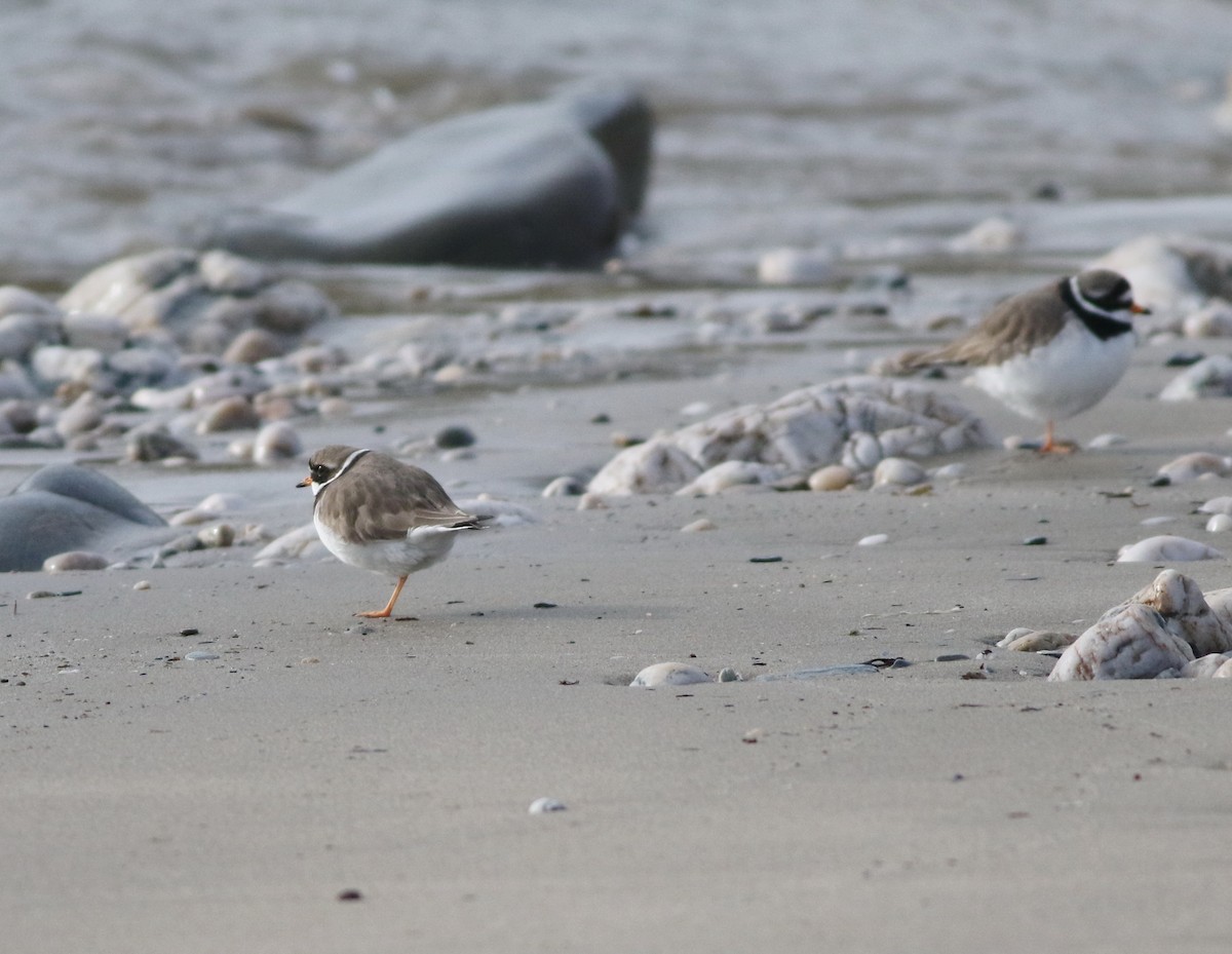 sandlo - ML645432996