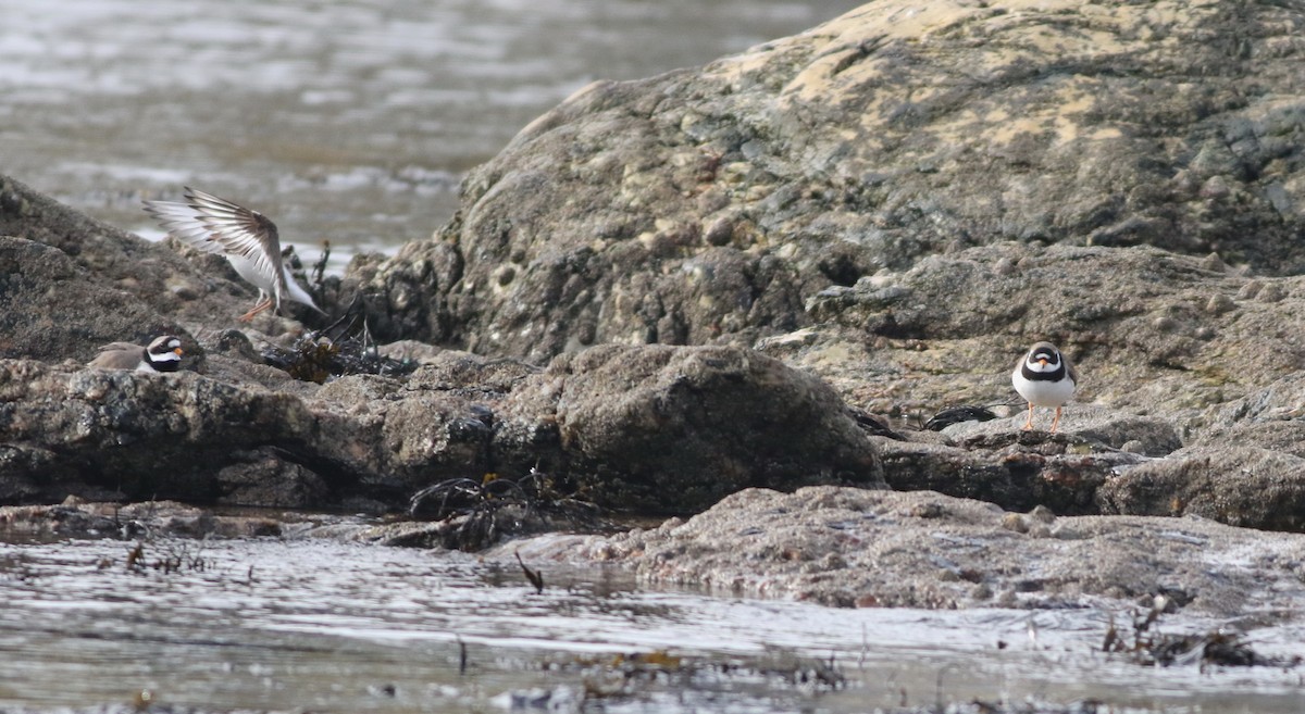 sandlo - ML645432997