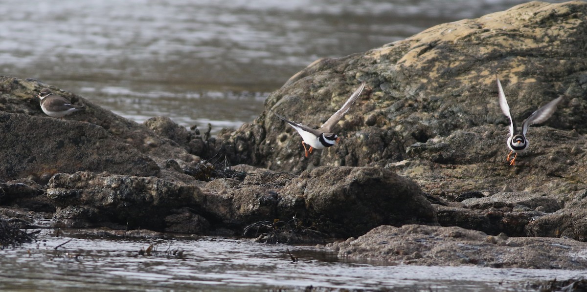 sandlo - ML645432998