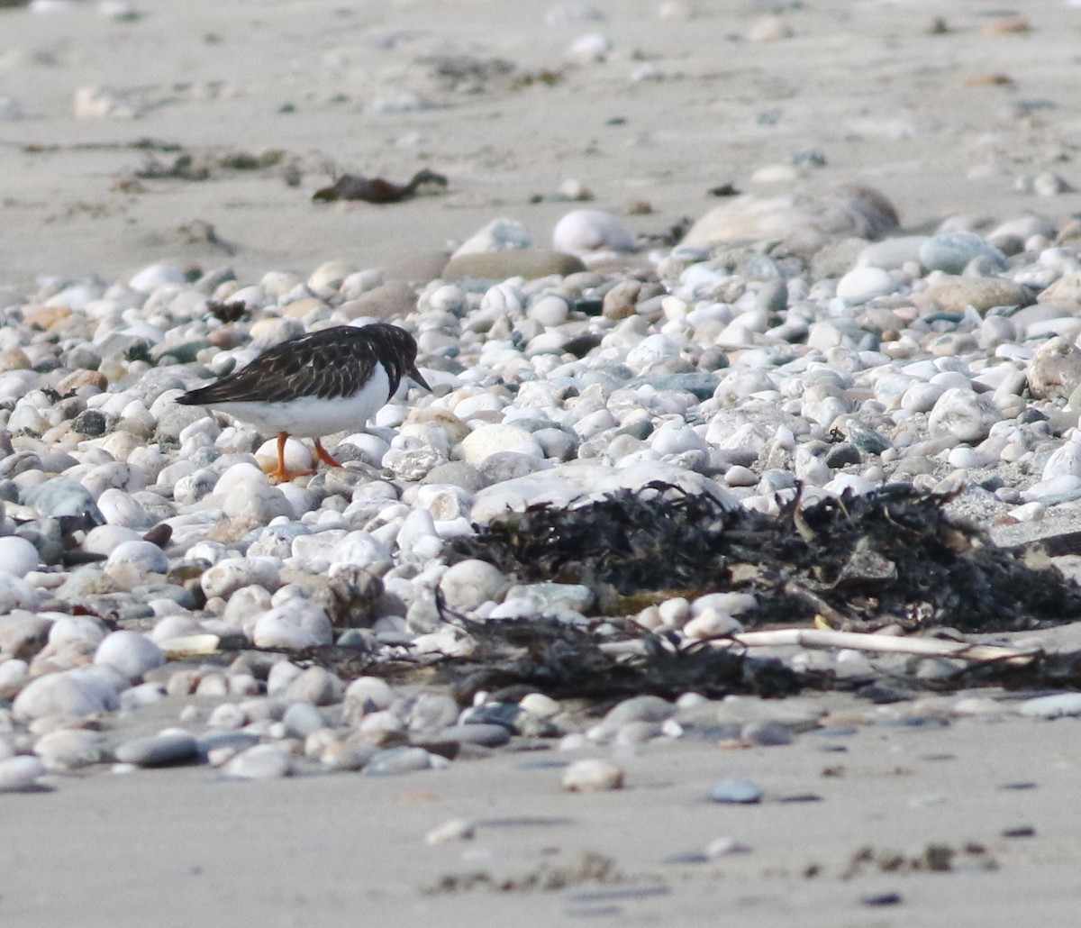 steinvender - ML645433000