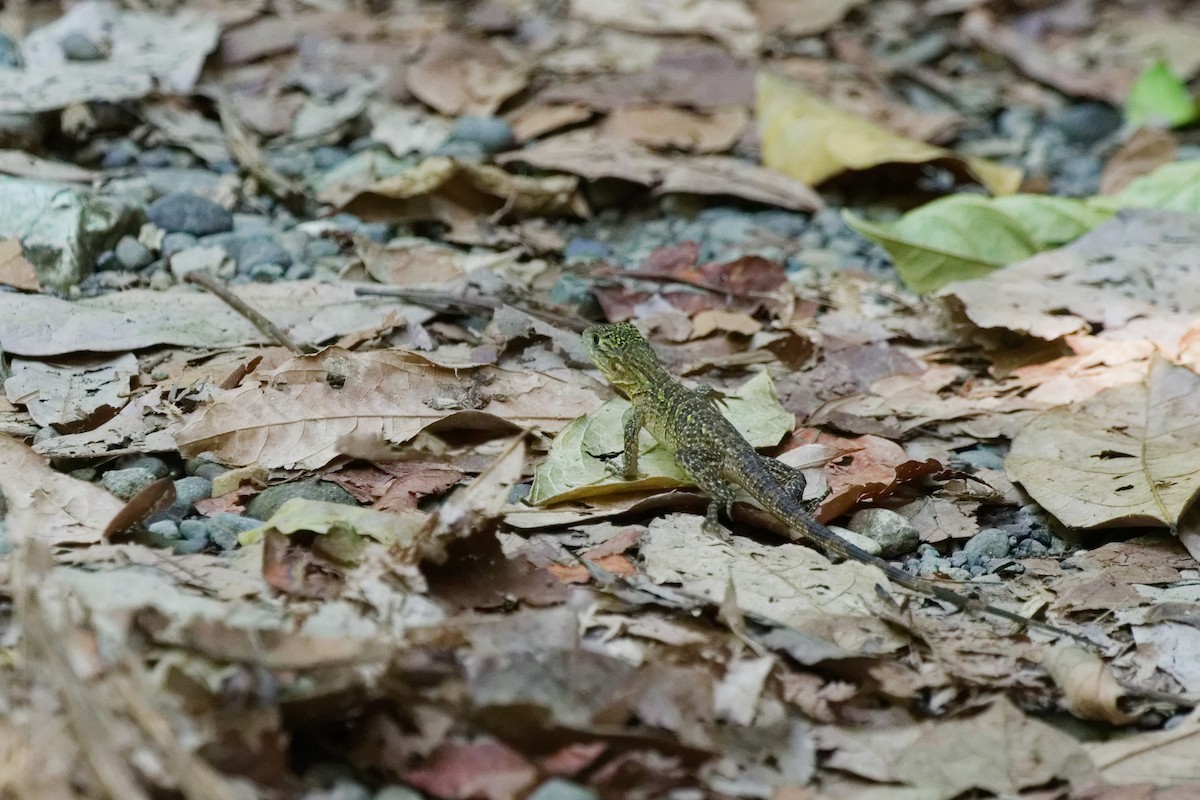 Iguana nera - ML645433005